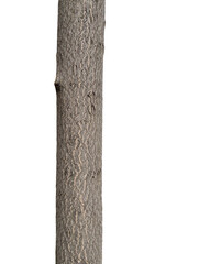 Tree trunk isolated on transparent background