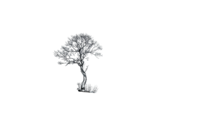 Solitary tree against black, twisted trunk, grayscale rendering