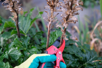 Gardener using pruning shears to cut dry plant stems in a garden, showing seasonal maintenance and plant care for healthy garden growth.