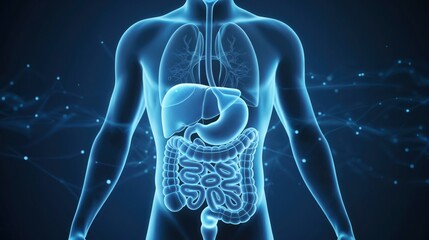 Anatomical Visualization of Major Internal Organs in Human Torso, Healthcare, Biology, and Clinical Training Materials, Scientific Research, Academic Presentations, and Health Awareness Campaigns