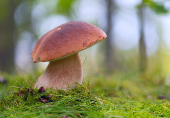 mushroom in the forest