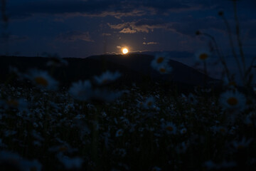 Fototapeta premium Moon chamomile field. Beautiful full moon rising over chamomile field and mountains. Authentic summer landscape. Dark blue sky deep evening. The concept of mysticism atmospheric mood. Bright moonlight