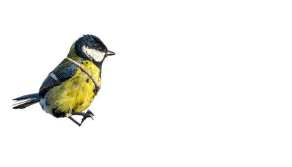 Naklejka premium Bright, small tit perched on twig with yellow and black plumage