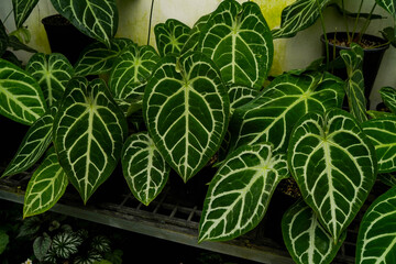 varieties of Anthurium crystallinum leaves, dark green leaves with silver stripes, indoor plants, tropical garden foliage	