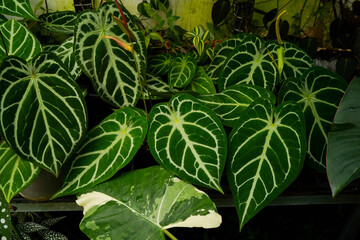 varieties of Anthurium crystallinum leaves, dark green leaves with silver stripes, indoor plants, tropical garden foliage	