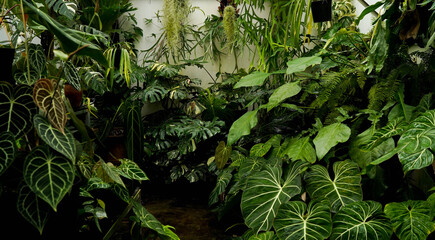scenery of tropical plants, indoor garden, huge green leaves, including monstera philodendron anthurium and alocasia plants	
