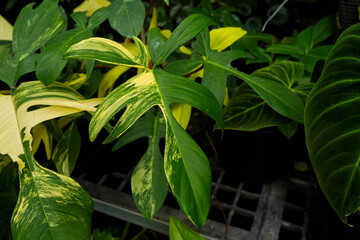 scenery of tropical plants, indoor garden, huge green leaves, including monstera philodendron anthurium and alocasia plants	
