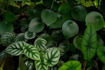 scenery of multiple tropical indoor plants, peperomia and alocasia