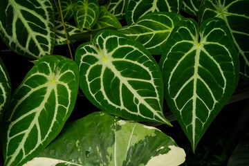 varieties of Anthurium crystallinum leaves, dark green leaves with silver stripes, indoor plants, tropical garden foliage	