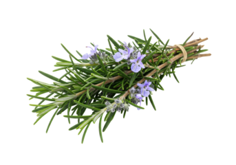 Isolated bunch of fresh rosemary herb tied with string, aromatic sprigs and purple flowers