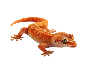 Obraz premium A vibrantly colored gecko with a striking orange and light brown pattern against black