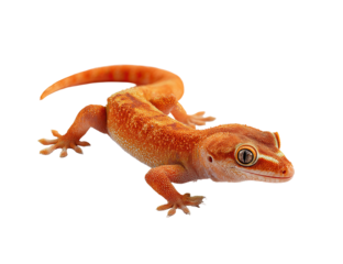 A vibrantly colored gecko with a striking orange and light brown pattern against black