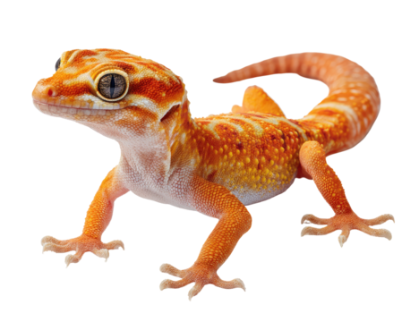 A vibrant orange gecko with striking eyes and a patterned tail against a black backdrop - Powered by Adobe
