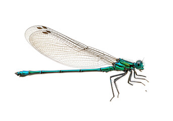 Isolated Damselfly showing iridescent body and clear wings, a beautiful Insect specimen