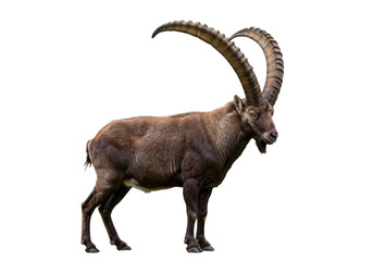 Isolated alpine ibex with long horns, profile view, brown wild animal in nature, ungulate