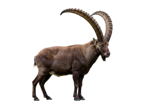 Isolated alpine ibex with long horns, profile view, brown wild animal in nature, ungulate