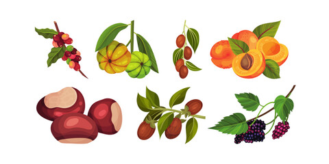 Vibrant collection of delicious fruits and nuts featuring coffee berries, peaches, blackberries, and more for healthy eating and natural food concepts