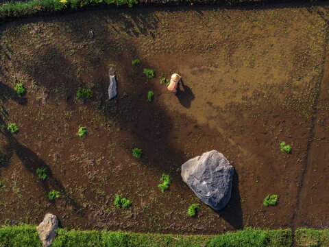 Aerial view of a farmer planting rice seedlings in a flooded paddy field, reflecting the sky, with scattered rocks, Sukorini, Jawa Tengah, Indonesia.
