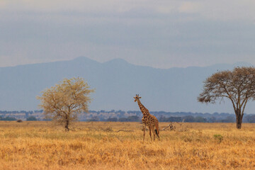Giraffe in savanna in Tarangire national park in Tanzania. Wild nature of Tanzania, East Africa