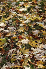 Colorful autumn leaves scattered on the ground, creating a vibrant seasonal texture with shades of yellow, brown, green, and white. Perfect for fall backgrounds, nature concepts, and seasonal design