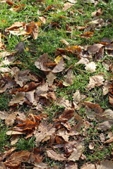 Colorful autumn leaves scattered on the ground, creating a vibrant seasonal texture with shades of yellow, brown, green, and white. Perfect for fall backgrounds, nature concepts, and seasonal design