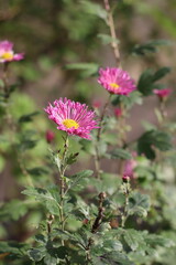 Close-up of vibrant pink flowers blooming on green stems with leaves, captured in natural daylight against a blurred background. Perfect for floral design, nature backgrounds, and seasonal concepts.