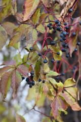 Close-up of autumn leaves with clusters of dark berries on red stems, showcasing vibrant seasonal colors and natural textures. Ideal for nature backgrounds, botanical themes, and fall concepts.