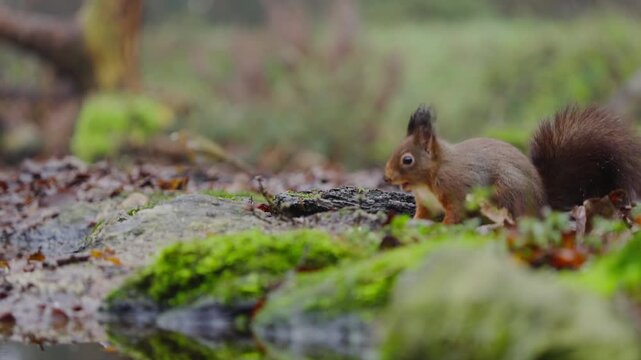 Red squirrel crouches low while moving along moss-covered ground in shaded forest
