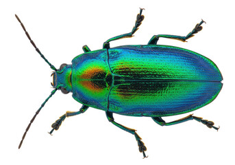 Isolated iridescent beetle insect Arthropod Arthropoda Chrysomelidae invertebrate Hexapoda