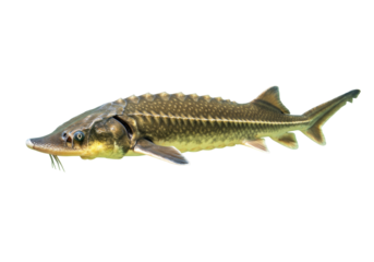 Isolated Sturgeon Fish with Whisker-like Barbels and Bony Plates in Freshwater Ecosystem