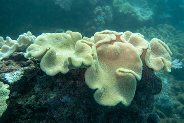 Leather coral genus Sarcophyton on Ningaloo Reef, Western Australia, Australia