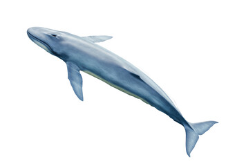 Isolated blue whale swimming at an angle, marine animal in a horizontal image on neutral ground