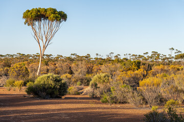 Early morning sun on the outback desert and lone tree in Western Australia, Australia