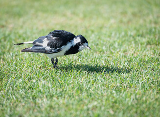 Australian magpie hunting in the grass in Goolwa, South Australia, Australia