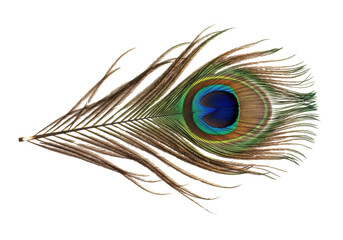 Isolated colorful vibrant single peacock feather displaying unique eye pattern, beauty