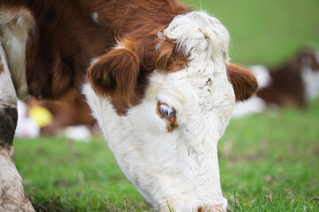 Newborn Simmental calf. Cornwall Park. Auckland.