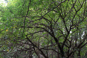 Trees in natural forest background. Tree branches with lush green leaves in late summer.