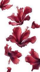 Maroon hibiscus blooms & petals float downwards, isolated on black