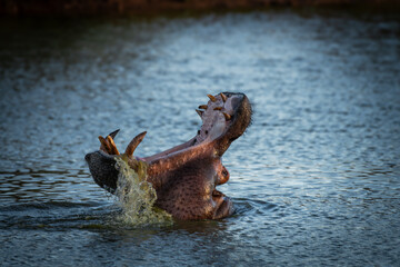 A Hippopotamus amphibius roars in the Khwai River, Botswana