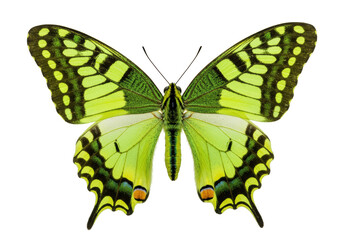 Isolated Lime Swallowtail Butterfly on Display, with its Stunning Green and Yellow Markings