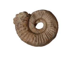 fossil of ammonite in the stone on white, isolated