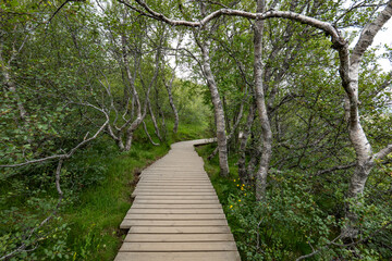 Thingvellir national park and arctic birch in Iceland