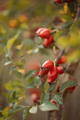 A photo of a ripe red rose hip.