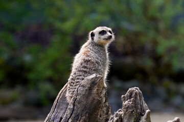 meerkat on the lookout
