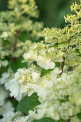 Beautiful varietal hydrangeas in the summer garden