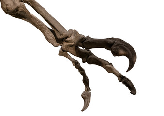 paw and claws from Ceratosaurus and shadow on white, isolated © wlad074