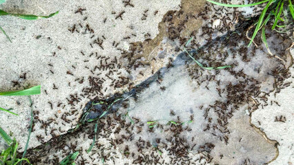 Swarm of industrious ants march across cracked pavement under emerald blades, evoking Labor Day spirit and Earth Day reminders