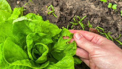 Hand tending vibrant lettuce leaf, evoking Earth Day's sustainable gardening, verdant vitality,...