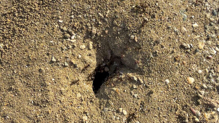 An enigmatic ant colony entrance in textured sand whispers tales of hidden underground New Year's celebrations and Earth Day secrets