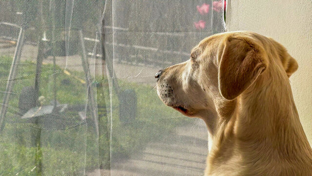 Labrador gazes through sunlit screen, yearning for adventure, embodying canine meditation on Pet Day and Dog Whisperer Week